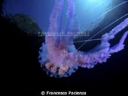 Mauve stinger Pelagia noctiluca under the castle. by Francesco Pacienza 